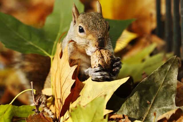 A squirrel eats a nut among a pile of autumn leaves at St James's Park in London, on Oktober 27, 2013. (Photo by Luke MacGregor/Reuters)
