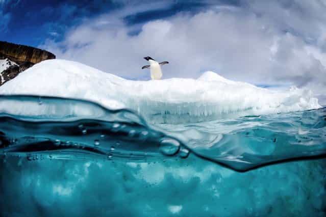 These playful penguins are not fazed by the sub-zero temperatures as they dive into freezing water from a giant iceberg, on Oktober 27, 2013. (Photo by Justin Hofman/Solent News)