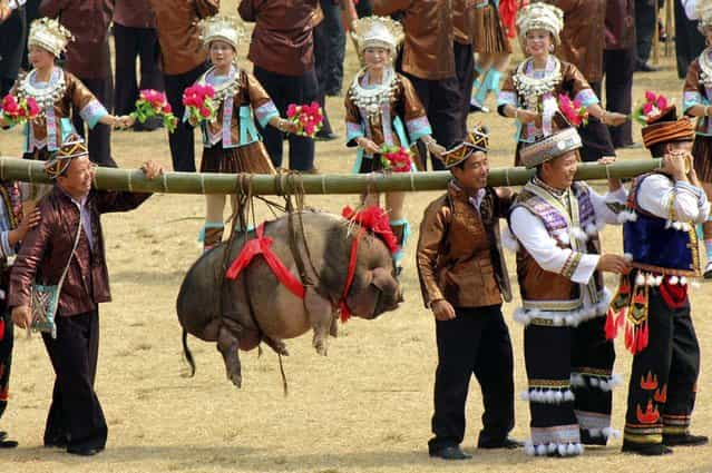 Ethnic Miao people carry a pig at a traditional local social party called [Datongnian] in Rongshui county, Liuzhou, Guangxi ethnic Zhuang autonomous region, China, on Oktober 26, 2013. (Photo by Reuters/China Daily)