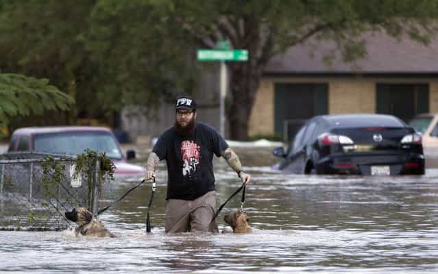 A man wades with two dogs through floodwaters in Austin, Texas, on October 31, 2013, after heavy overnight rains. (Photo by Deborah Cannon/AP Photo/The Austin American-Statesman)
