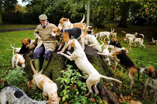 Huntsman Andrew German of The Cheshire Forest Hunt exercises his hounds in preparation for the start of the new hunting season, on November 1, 2013. (Photo by Christopher Furlong/Getty Images)