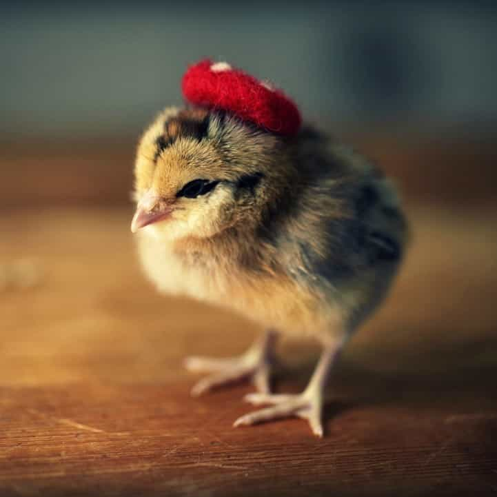 Adorable Baby Chicks Wearing Funny Little Hats » Gagdaily News