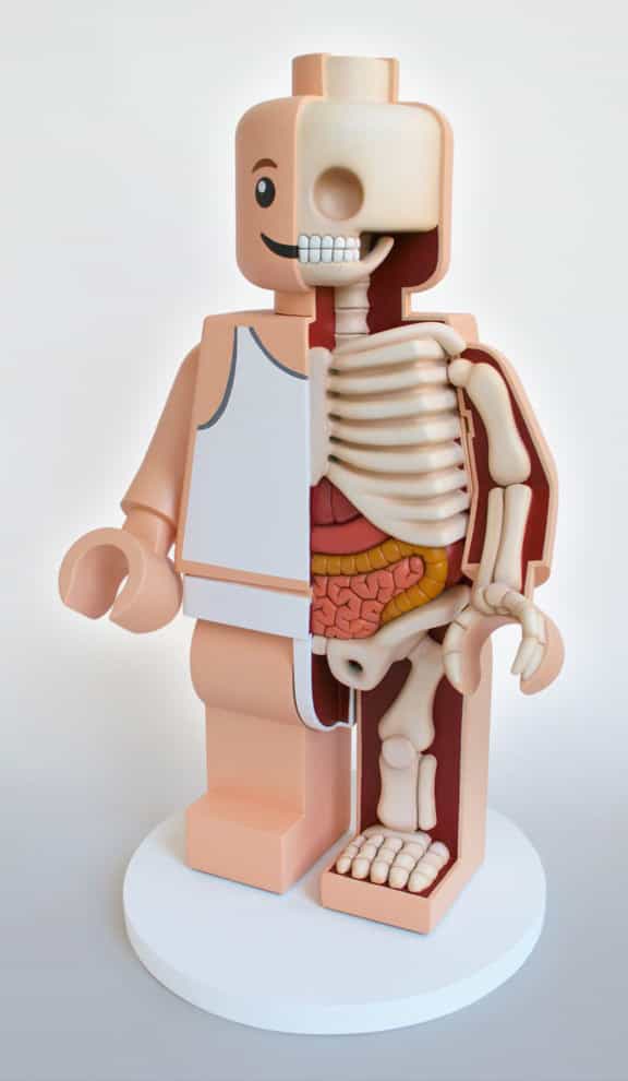 Anatomical Toys 23