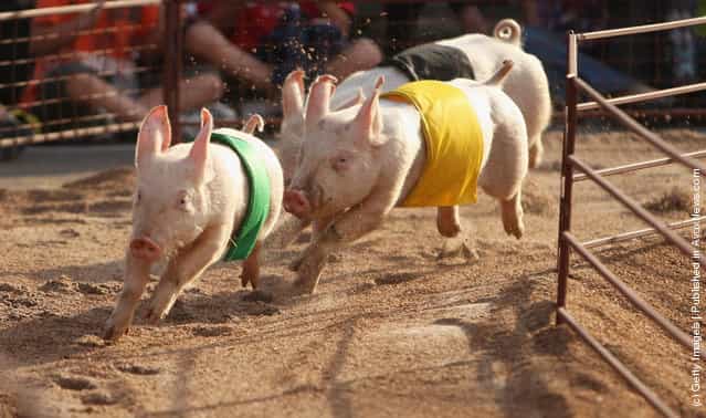 Pig Racing in Sydney
