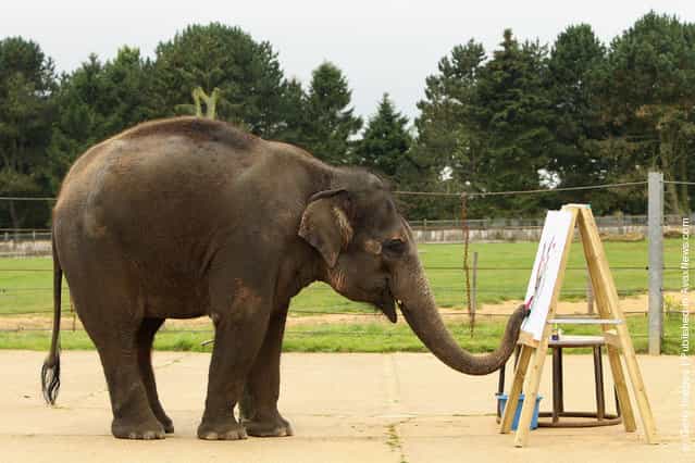 Zoo Unveils Its Painting Elelphant