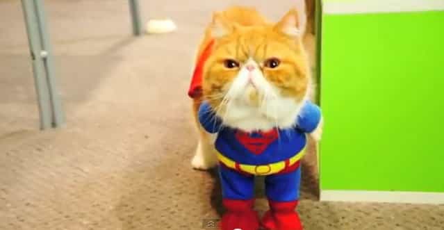 Squash-Faced Cats Dressed as Super Heroes Is the Viral Blockbuster of the Summer