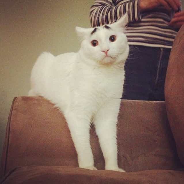 The Cat With Eyebrows