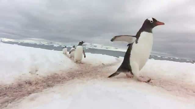 [Penguin Highway] in Antarctica by Melissa Brennan (Video)