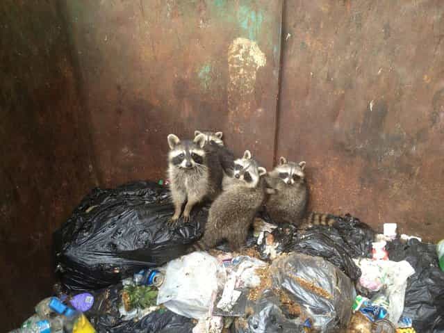 Raccoon Family Rescued from Garbage Can