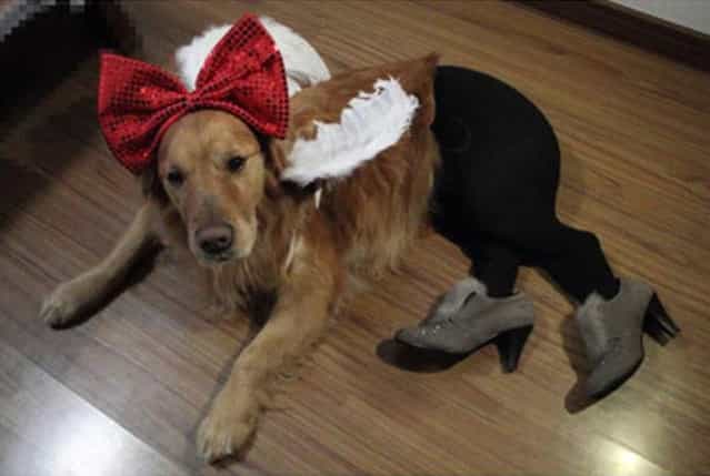 Dogs Wearing Pantyhose A Popular New Meme in China