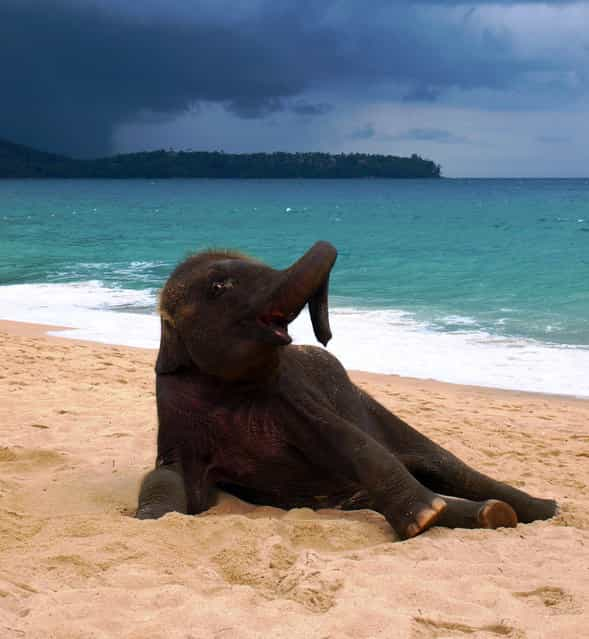 Baby Elephant On A Beach