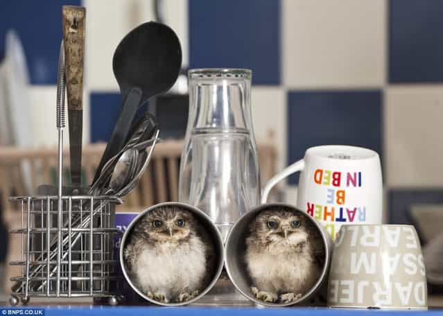 Orphaned Baby Owls Get New Home