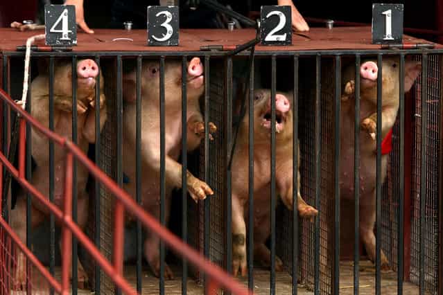 Pig Racing in Sydney