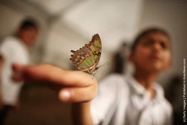 Hundreds Of Tropical Butterflies Displayed At The New Natural History Museum Exhibition