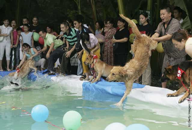 Pet Dog Swimming Contest Held In Chengdu