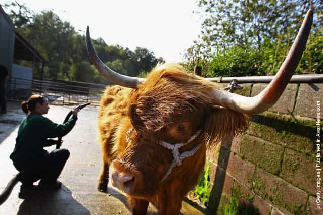 Melissa Sinclair livestock apprentice prepares seven year old Maisie the Highland cow ahead of the International Highland Cattle Show