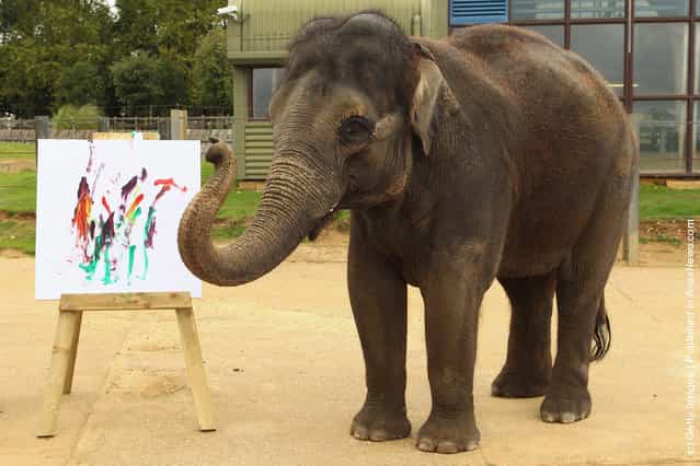 Painting Elelphant