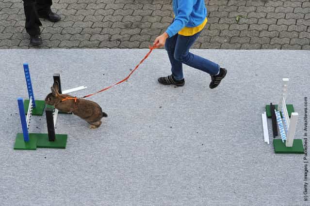A rabbit jumps over a hurdle at an obstacle course during the first European rabbit hopping championships