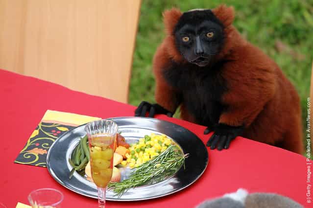 Lemurs Enjoy Thanksgiving Feast At San Francisco Zoo