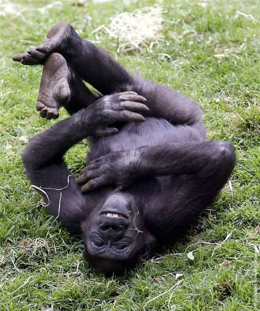[A five year old gorilla named Yakini playfully rolls around in his Gorilla Enclosure at Australia's Melbourne Zoo]