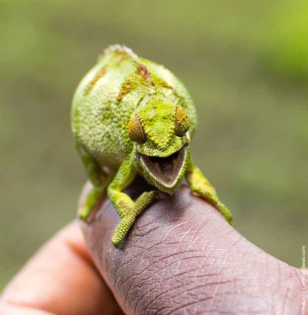 [This cheeky chameleon looks overjoyed to have his photo taken at Volcanoes National Park in Rwanda. Along with his happy grin he ensured he was an eye-catching green and yellow color for the picture. Obviously this little chameleon felt in the mood to be seen]!