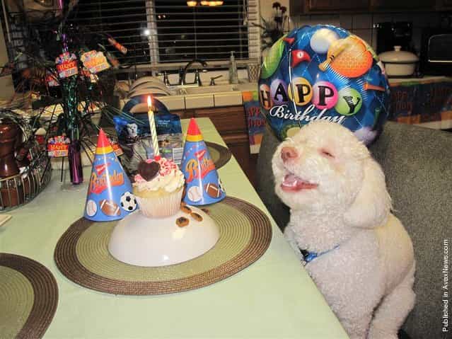 Riley celebrates his second birthday at a party thrown by his owner Maureen Ravelo