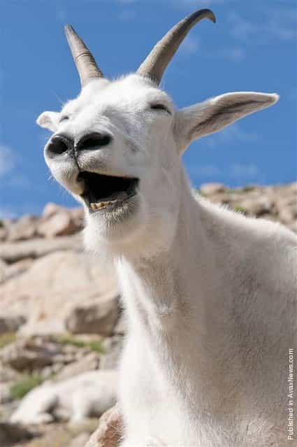 [This cheerful mountain goat laughs for a photographer at Mt. Evans in Colorado after he and his pals interrupted a photo shoot of the picturesque sunrise]