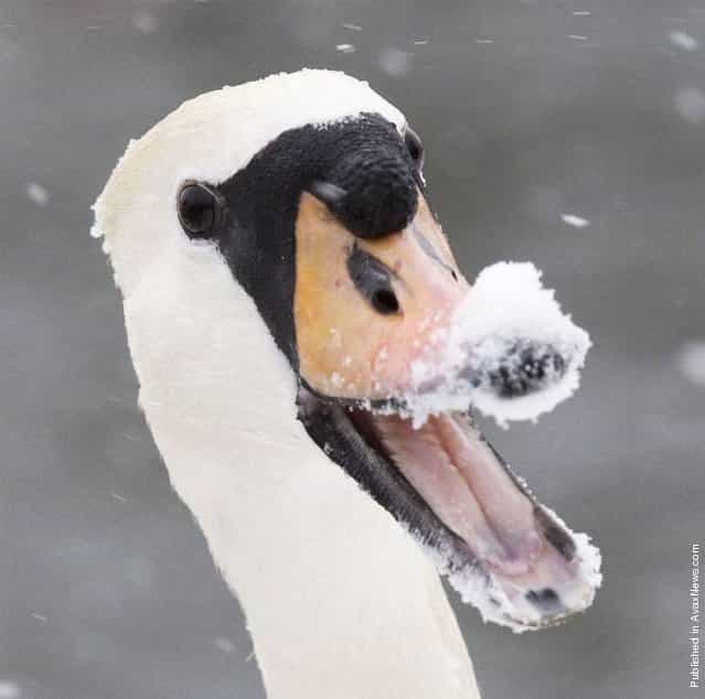 [This swan is having a laugh in its winter wonderland in West Berkshire, Britain]