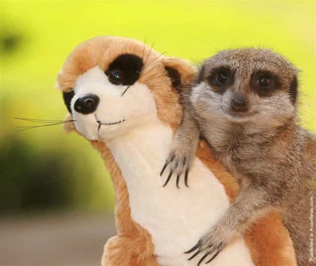 This meerkat decided to befriend the plushy toy version of himself that was accidently dropped into his enclosure by an excited child. From the goofy grin on his face, looks like this meerkat has a new pal