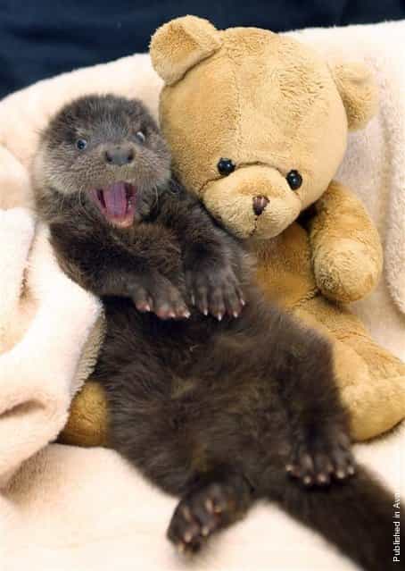 [Hope the otter has every reason to be smiling after cheating death. The underweight eight week old cub was found wandering alone along the road until she was rescued by a kind-hearted member of the public. Since her rescue she's made a miraculous recovery and even made some new friends, like this teddy bear]