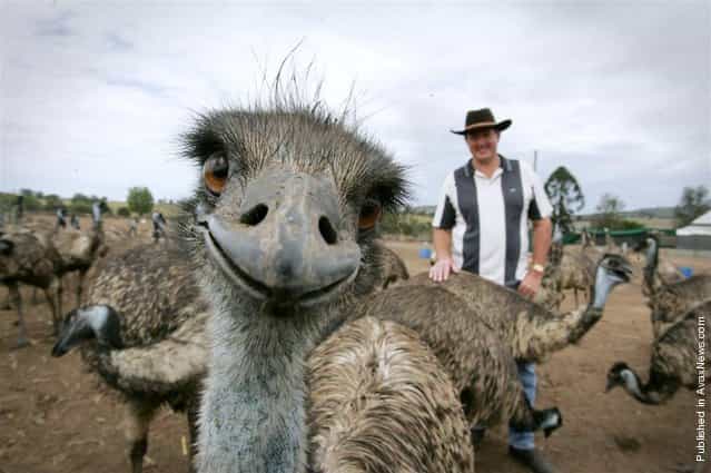 Humans aren't the only ones to put on a happy face. These animals are smiling and laughing, grinning and giggling as they enjoy life! This Emu definitely isn't camera shy. Stephen Schmidt, from Try It Emu Farm in Marburg, Australia, must be doing something right to generate such a big smile from one of his residents