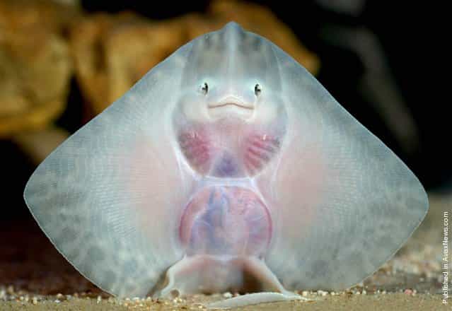 [With it's alien-like smiling face, this baby thornback ray attracted a lot of attention at an aquarium in Hampshire, Britain]