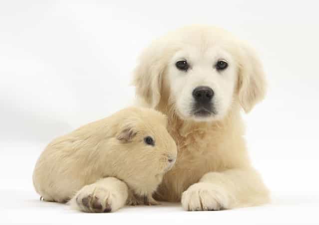 A 16-week-old golden retriever pup poses for Taylor with a guinea pig