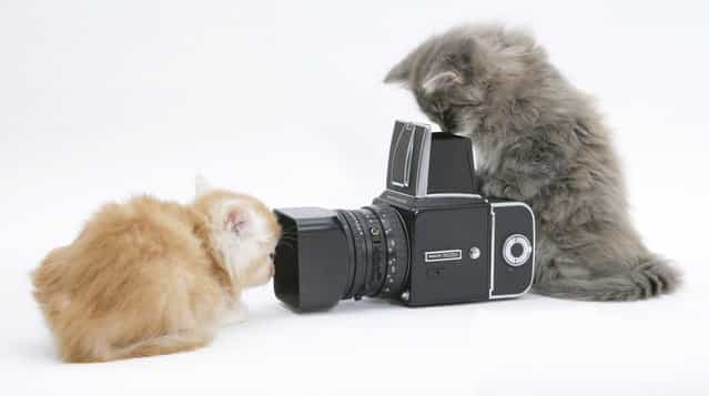 Taylor often gives his subjects props to play with, and when this ginger Maine coon kitten took an interest in the camera lens, Taylors assistant quickly positioned the other kitten in front of the camera. The challenge was then to get a good shot before the two kittens decided to run off set