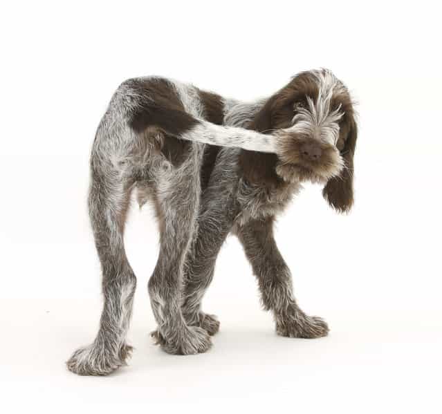 Taylor often uses animals that belonged to friends of his late mother, including this Italian Spinone puppy chewing his tail. Baby animals make ideal subjects, as the older dogs and cats get, the warier they are of spending time in a studio. And his trick for getting this small subject to pose? Dog treats, of course