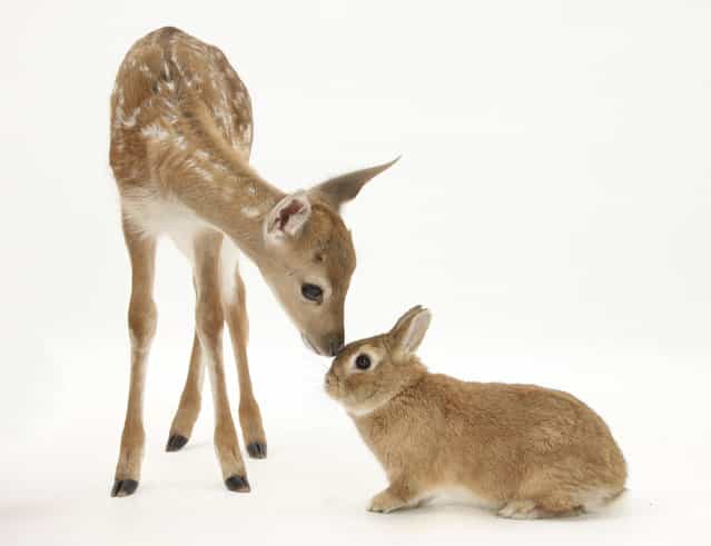 Taylor borrowed this young deer from Taylors sisters animal rescue center, while the rabbit is one of his star extras