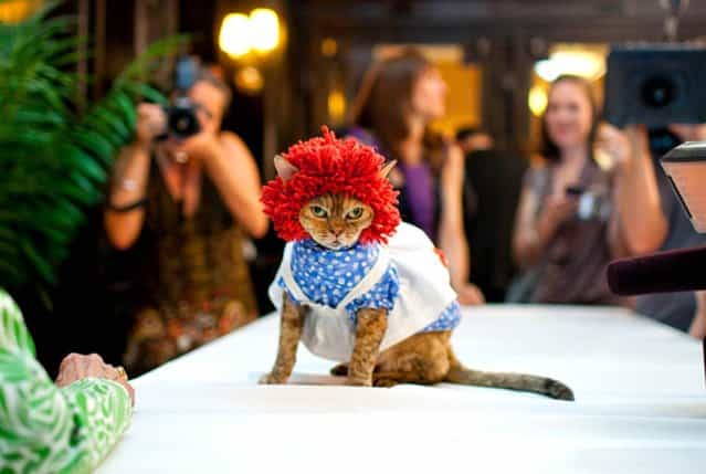 Cat Fashion Show at the Algonquin Hotel
