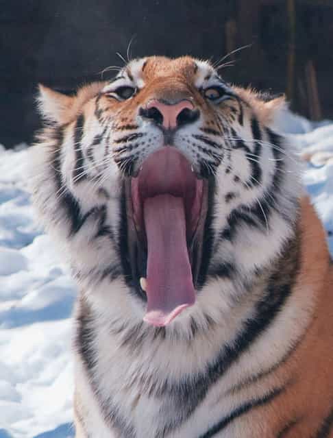 Animals Yawning