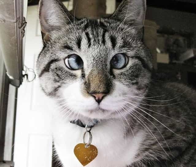 Spangles, the Cross-Eyed Cat