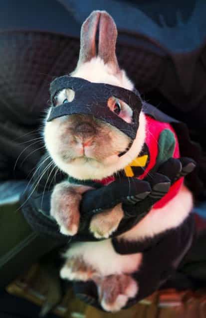 [Joey], a dwarf Siamese rabbit, is dressed as Batman's sidekick Robin at a Halloween dog costume parade and contest in Long Beach, California, October 28, 2012. (Photo by Robyn Beck/AFP Pfoto)