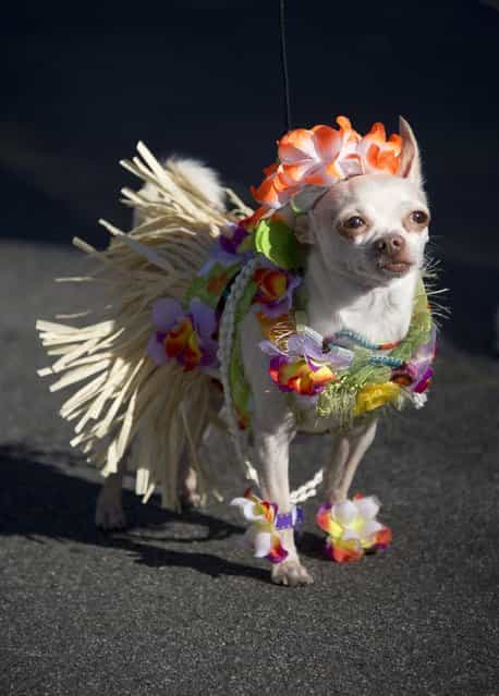 A dog in a hula outfit marches in a Halloween dog costume parade and contest in Long Beach, California, October 28, 2012. (Photo by Robyn Beck/AFP Pfoto)