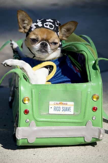 Pekingese-chihuahua mix Rico Suave poses in his custome carrying bage at a Halloween dog costume parade and contest in Long Beach, California, October 28, 2012. (Photo by Robyn Beck/AFP Pfoto)