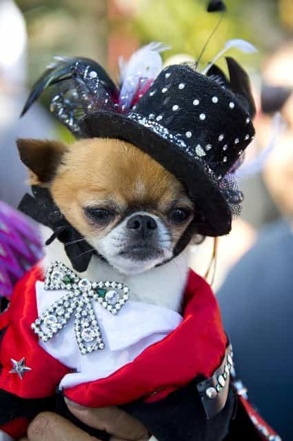 Pekingese-chihuahua mix Rico Suave is dressed as Liberace at a Halloween dog costume parade and contest in Long Beach, California, October 28, 2012. (Photo by Robyn Beck/AFP Pfoto)