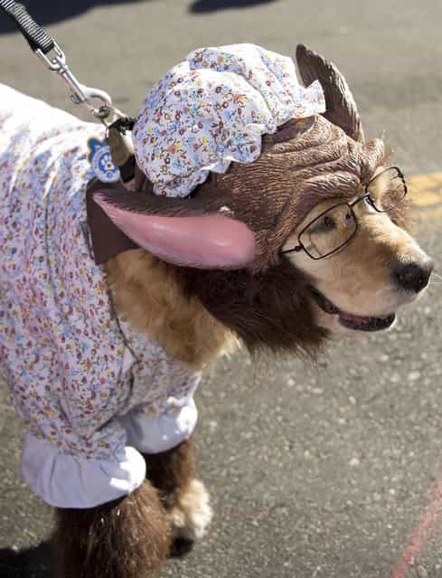 A dog dresses as the Wolf masquerading as Grandma from Little Red Riding Hood marches in a Halloween dog costume parade and contest in Long Beach, California, October 28, 2012. (Photo by Robyn Beck/AFP Pfoto)