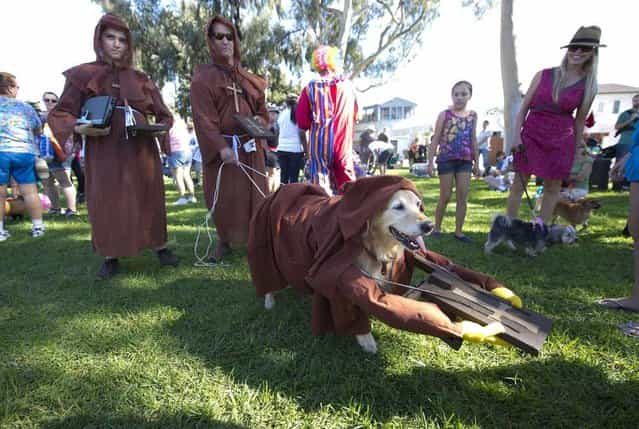 [Cupcake], a golden retriever, portrays a sign from the movie [Monty Python and the Holy Grail], at a Halloween dog costume parade and contest in Long Beach, California, October 28, 2012. (Photo by Robyn Beck/AFP Pfoto)