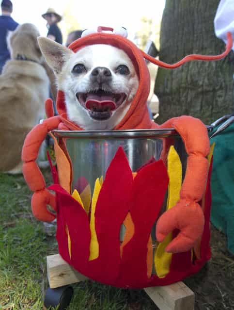 [Sunny], a chihuahua, is dressed as a lobster in a pot at a Halloween dog costume parade and contest in Long Beach, California, October 28, 2012. (Photo by Robyn Beck/AFP Pfoto)