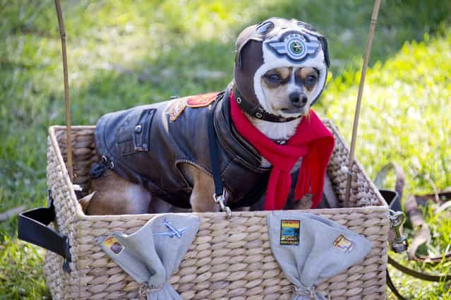 A chihuahua is dressed as an aviator at a Halloween dog costume parade and contest in Long Beach, California, October 28, 2012. (Photo by Robyn Beck/AFP Pfoto)