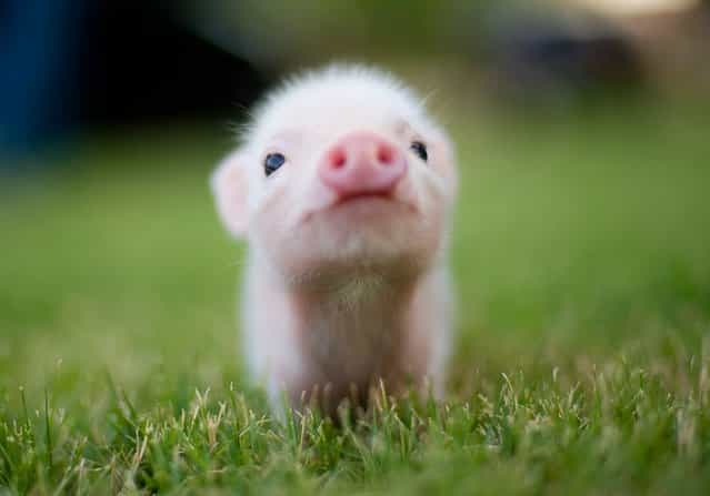 [Adorable Teacup Pig] (Source: Brittney)