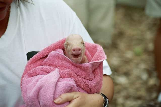 [Piglet (she is just minutes old)]. (Photo by ZGrmy Images)