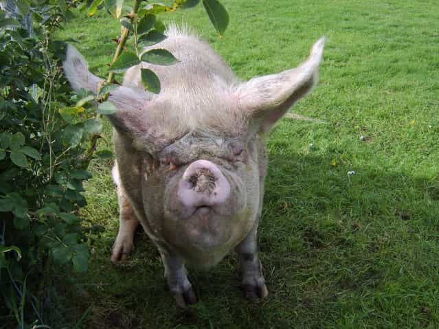 [Piggin Gorgeous]. (Photo by Maureen)